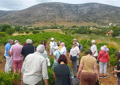 Private Wine Tour and Lunch at the Seaside in Athens
