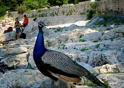 Filerimos Hill and Butterfly Valley Bus Trip in Rhodes