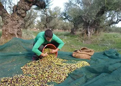 14 Day Culinary & Olive Picking Vacation in Zakynthos